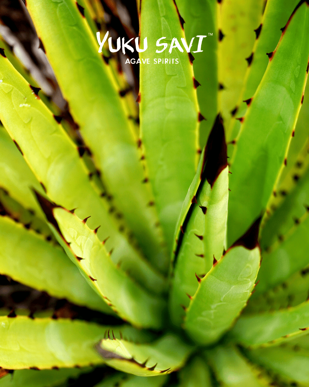 Yuku Savi - 'Candelillo' Mezcal (Candelillo| 750ML)